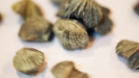 Brachiopod fossils Stock Footage 84455705