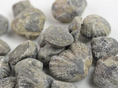 Brachiopod Stock Photos