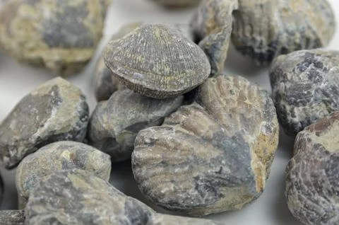 Brachiopod Stock Photos