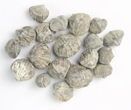 Brachiopod Stock Photos