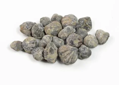 Brachiopod Stock Photos