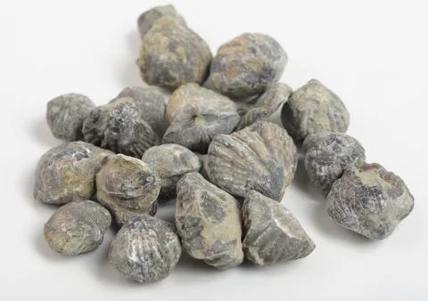 Brachiopod Stock Photos