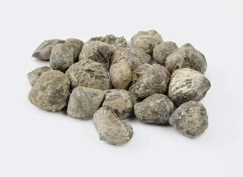 Brachiopod shells Stock Photos