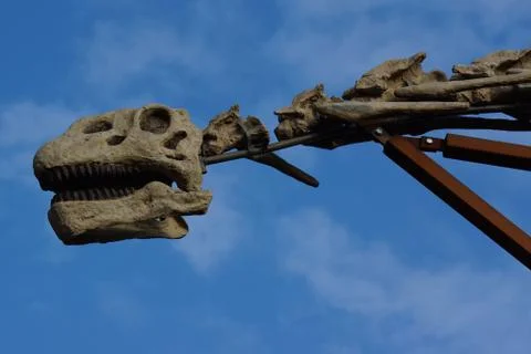 Brachiosaurus - Brachiosaurus altithorax Stock Photos