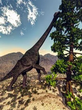 Brachiosaurus dinosaur grazing on a Wollemia pine tree. Stock Illustration