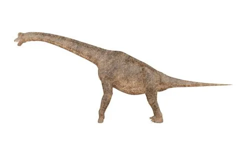 Brachiosaurus dinosaur isolated on white background Stock Illustration