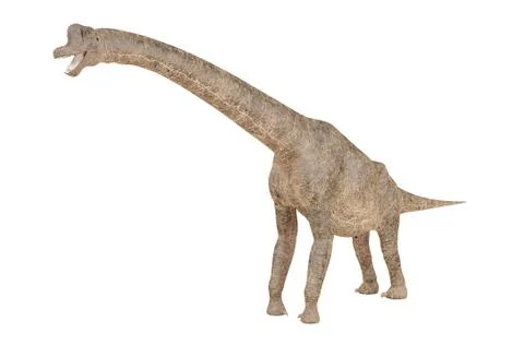 Brachiosaurus dinosaur isolated on white background Stock Illustration