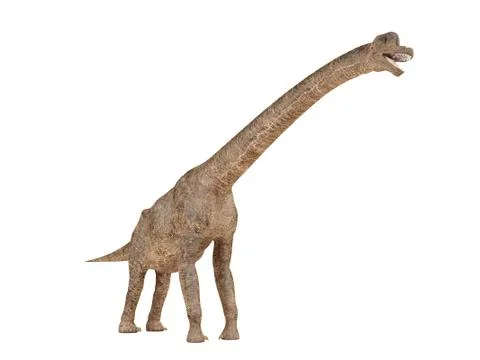 Brachiosaurus dinosaur isolated on white background Stock Illustration