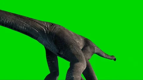 Brachiosaurus Looking on Green Screen 03 Stock Footage 221561195