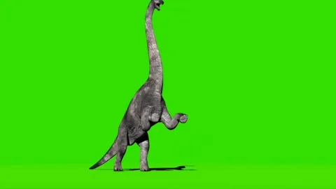 Brachiosaurus Roaring on Green Screen 04 Stock Footage 221561103