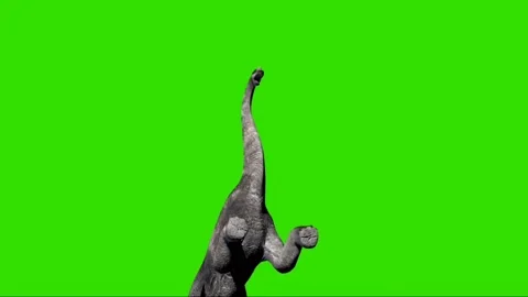 Brachiosaurus Roaring on Green Screen 07 Stock Footage 221561142