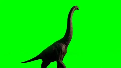 Brachiosaurus Walking on Green Screen 01 Stock Footage 221560926