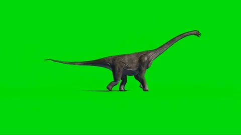 Brachiosaurus Walking on Green Screen 02 Stock Footage 221561203