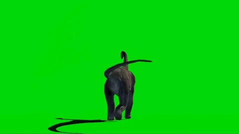 Brachiosaurus Walking on Green Screen 03 Stock Footage 221561192