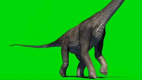 Brachiosaurus Walking on Green Screen 04 Stock Footage 221561204