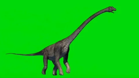 Brachiosaurus Walking on Green Screen 06 Video stock 221561260