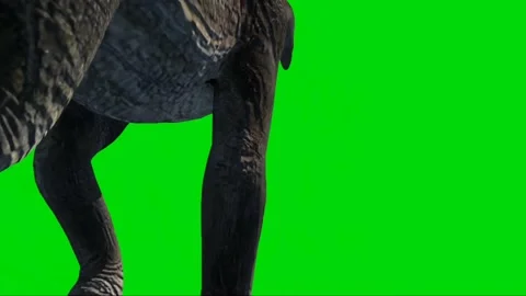 Brachiosaurus Walking on Green Screen 08 Stock Footage 221561282