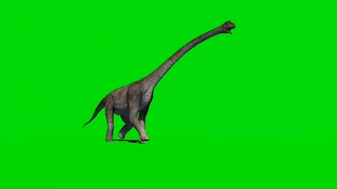 Brachiosaurus Walking on Green Screen 11 Stock Footage 221561334