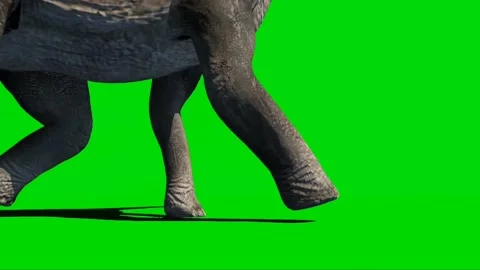 Brachiosaurus Walking on Green Screen 12 Stock Footage 221561302