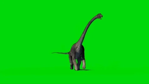 Brachiosaurus Walking on Green Screen 14 Stock Footage 221561310