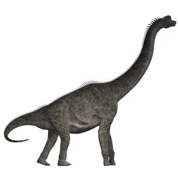 Brachiosaurus on White Stock Illustration