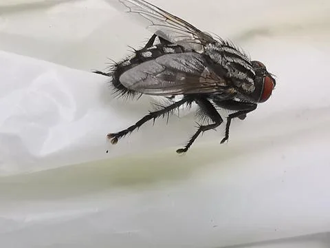 Brachycera or fly on a white background close up Stock Photos