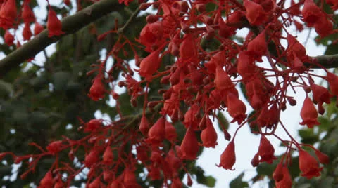 Brachychiton ( Bottle tree) 動画素材 22652421