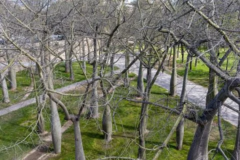 The Brachychiton kurrajon or bottletrees without leaves on a blue background Stock Photos