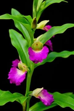 Brachycorythis helferi Stock Photos