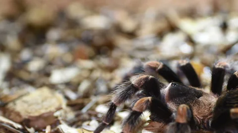 Brachypelma smithi Stock Footage 38393361