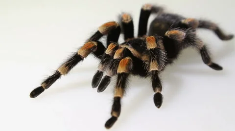 Brachypelma smithi on white background Stock Footage 51380109