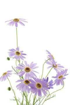Brachyscome Stock Photos