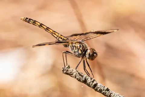 Brachythemis leucosticta or brachythemis impartita A brown striped dragonfly per Stock Photos