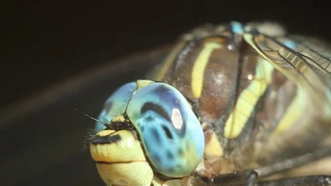Brachytron pratense - Hairy Dragonfly. Video stock 77874995