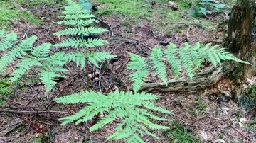 Bracken in the Deep Forest 스톡 동영상 85616375