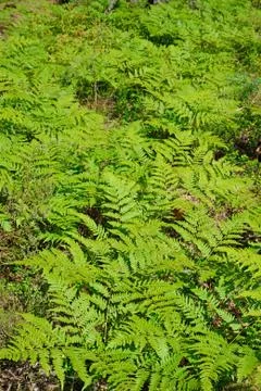 Bracken in the forest under the rays of the sun Stock Photos