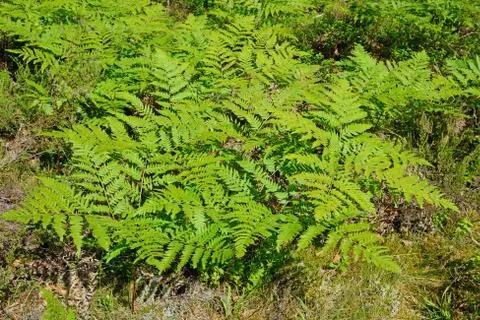Bracken in the forest under the rays of the sun Foto stock