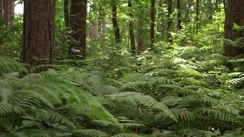 Bracken growing in a lush pine forest 스톡 동영상 157756963