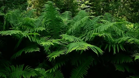 Bracken leaves in a north forest Stock Footage 82702277