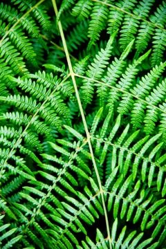 Bracken Stock Photos