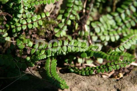 Bracken Stock Photos
