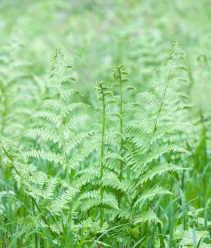 Bracken Stock Photos