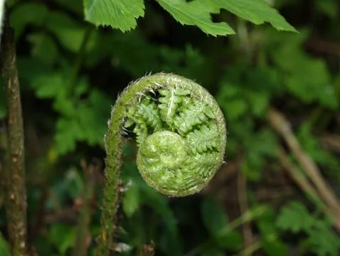 Bracken Stock Photos