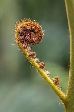 Bracken Stock Photos