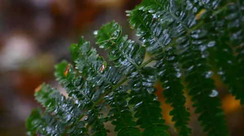 Bracken in the rain Video stock 39555645