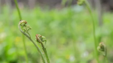 The bracken in a stage suitable for harvesting Stock Footage 121346185
