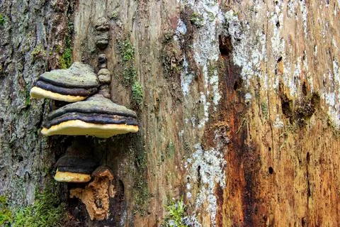 Bracket fungi growing on decaying tree trunk in forest Foto stock