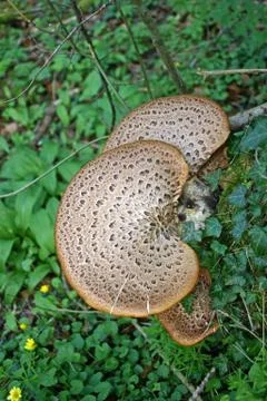 Bracket fungi on log Stock Photos
