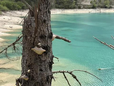 Bracket Fungi on an Old Tree Trunk Overlooking a Vivid Turquoise Lake in Jiuzhai Stock Photos