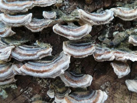 Bracket Fungi Stock Photos